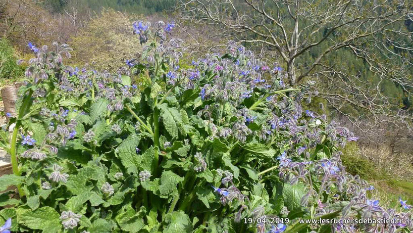 Bourrache officinale, Cévennes