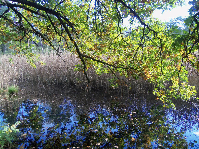 Teich im Wald