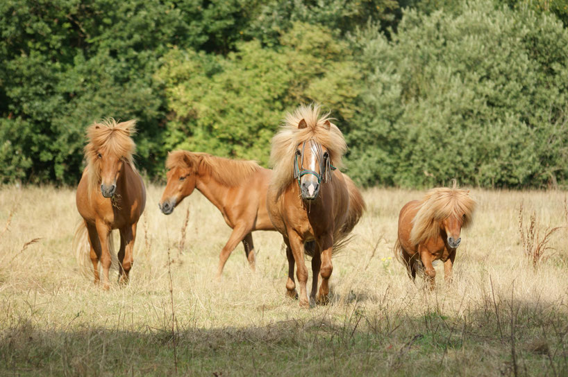 Pferdeherde - Mobile Tierheilpraxis Alexandra Link Schleswig-Holstein