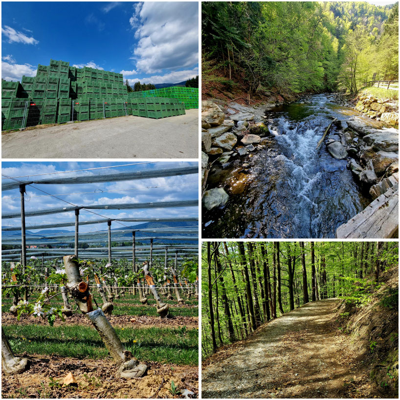 babebi-ontour.com, Hatschn&Haxln, durch ganz Österreich, Steiermark, Apfelland, Apfelblüte, Goldfasan, Weizklamm, Weiz, Feistritz, Feistritzklamm, Stubenberg am See, Puch bei Weiz