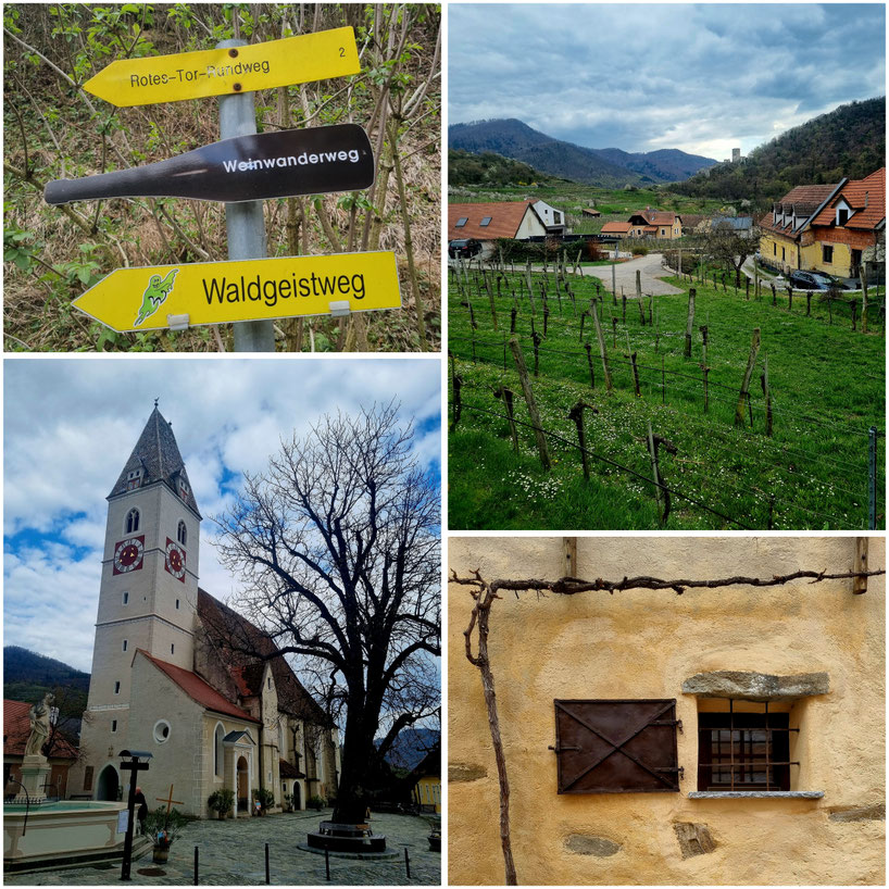  babebi-ontour.com, Hatschn&Haxln, durch ganz Österreich, Wachau, Spitz, Welterbesteig, Donau, Wandern in der Wachau, Marillenblüte, Frühling in der Wachau, Muskateller, 