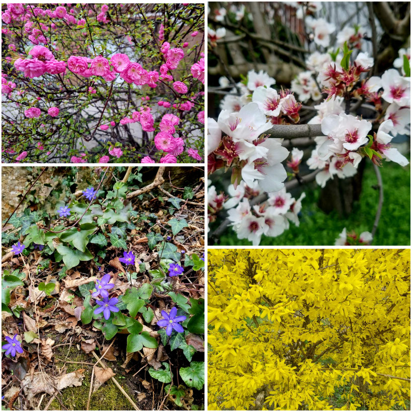 babebi-ontour.com, Hatschn&Haxln, durch ganz Österreich, Wachau, Spitz, Welterbesteig, Donau, Wandern in der Wachau, Marillenblüte, Frühling in der Wachau, Muskateller, 