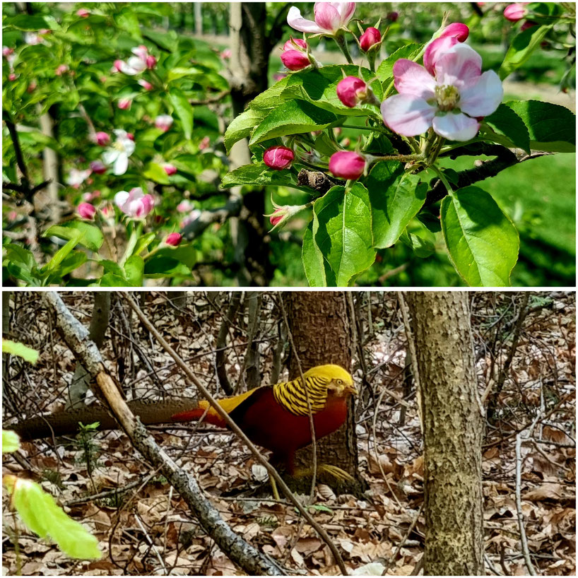  babebi-ontour.com, Hatschn&Haxln, durch ganz Österreich, Steiermark, Apfelland, Apfelblüte, Goldfasan, Weizklamm, Weiz, Feistritz, Feistritzklamm, Stubenberg am See, Puch bei Weiz