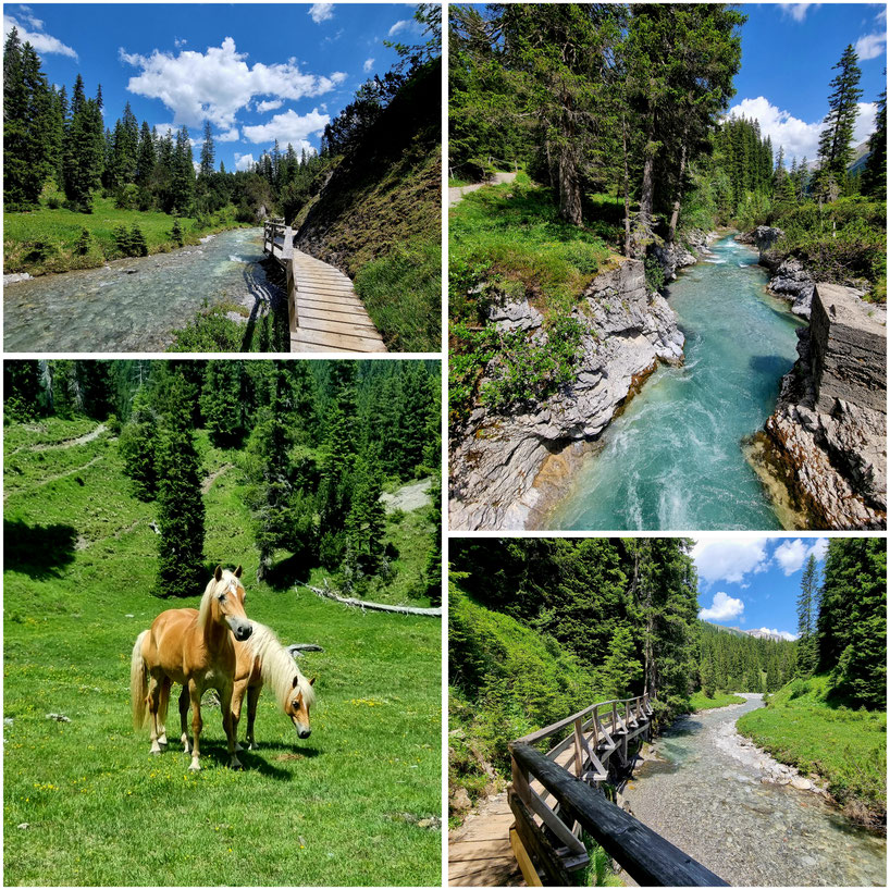 babebi-ontour.com, Hatschn&Haxln, durch ganz Österreich, Vorarlberg, Spullersee, Formarinsee, Freiburger Hütte, Lechweg, Gehrengratsteig, Steinbock Kolonien, Rote Wand, Riesen Bärenklau, Weitwandern, Wandern in Vorarlberg