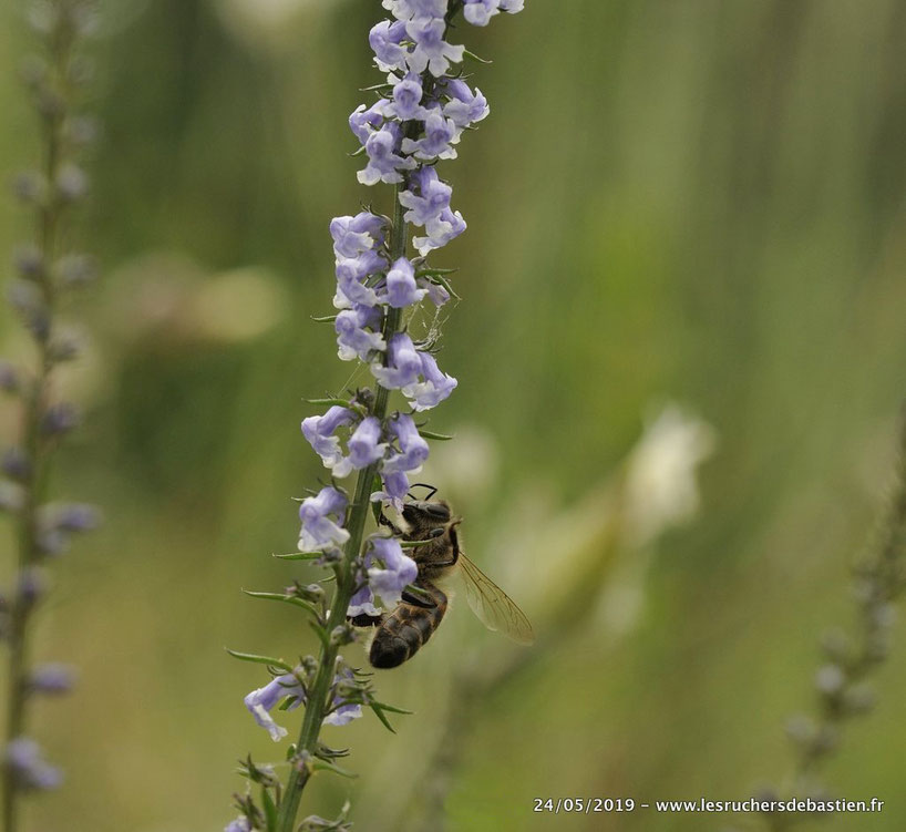 Apis mellifera et Anarrhinum bellidifolium, Cévennes