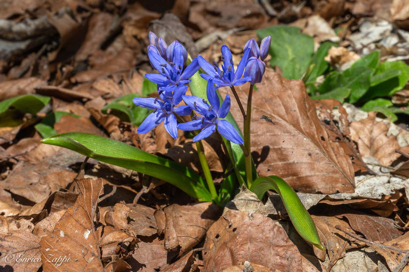 Scilla bifolia.
