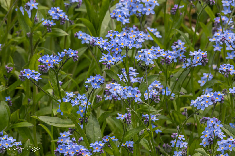 Myosotis o "non ti scordar di me".