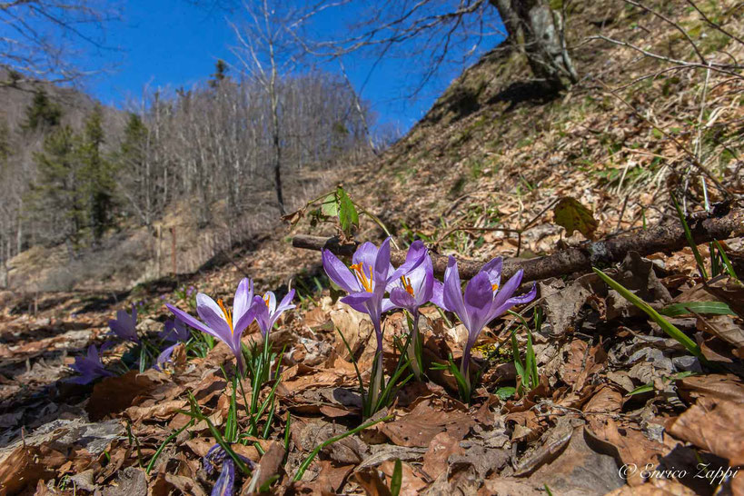 Crochi nel bosco.