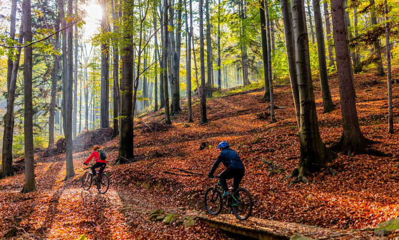 Radfahren mit dem MTB im Herbst und Wald 