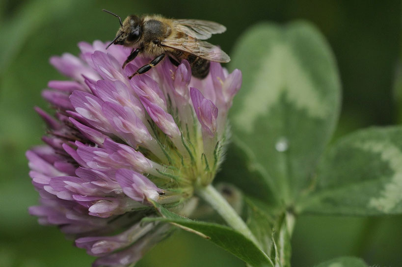 Apis mellifera & Trifolium pratens