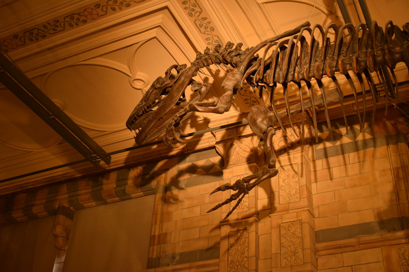 Iguanodon, Natural History Museum, London