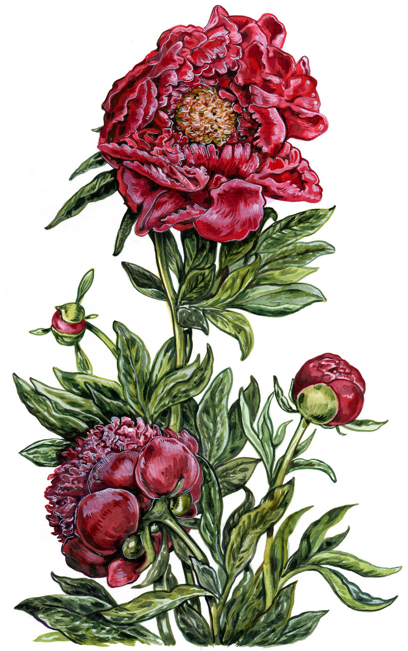 Päonie aus "Gartenglück und Sommerzauber" ars Edition 2014 S.48 © Caroline Ronnefeldt