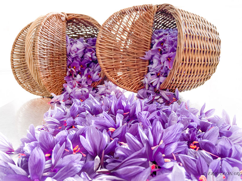 Visite, tourisme, fleurs, safran, Wasseiges, Safran de Cotchia, Wallonie, tracteur, charriot.  