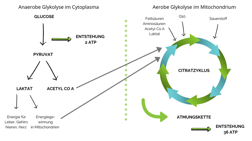 Energiegewinnung links ohne Sauerstoff (=anaerob) aus Glucose und links mit Sauerstoff (=aerob) im Mitochondrium aus Fettsäuren, aber auch aus Resten (Laktat & Acetyl Co A) des anaeroben Stoffwechsels.