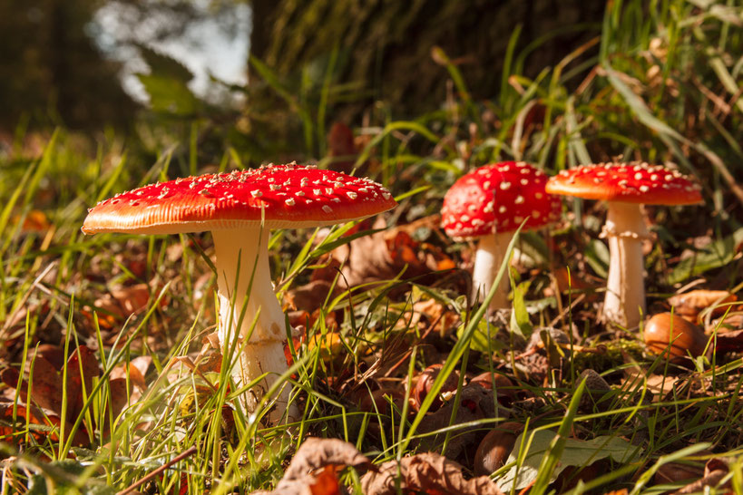 Vliegenzwam nldazuu fotografeert paddestoel