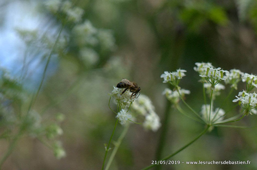 Apis mellifera et Anthriscus sylvestris, Commune de Ventalon-en-Cévennes