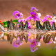 Schmetterlinge am Wasser