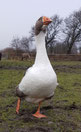 Auch Vögel werden in unserer Heider Kleintierpraxis in Dithmarschen gerne behandelt. Diese Gans genießt den frischen Nordsee -Wind im Freilauf. 