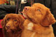 deux chiens marrons têtes levées à l'écoute regardent leur maître par coach canin 16 éducateur canin en charente