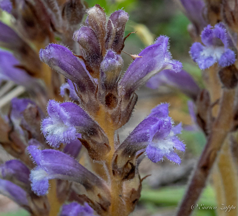 Fiori di orobanche ramosa (Phelipanche ramosa).