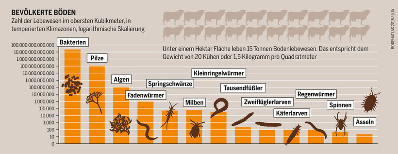 Bodenlebewelt (aus Bodenatlas 2015: Heinrich-Böll-Stiftung)