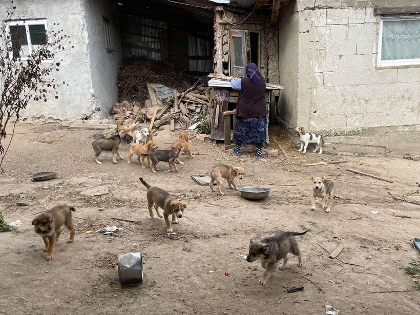 Roemenie straathonden