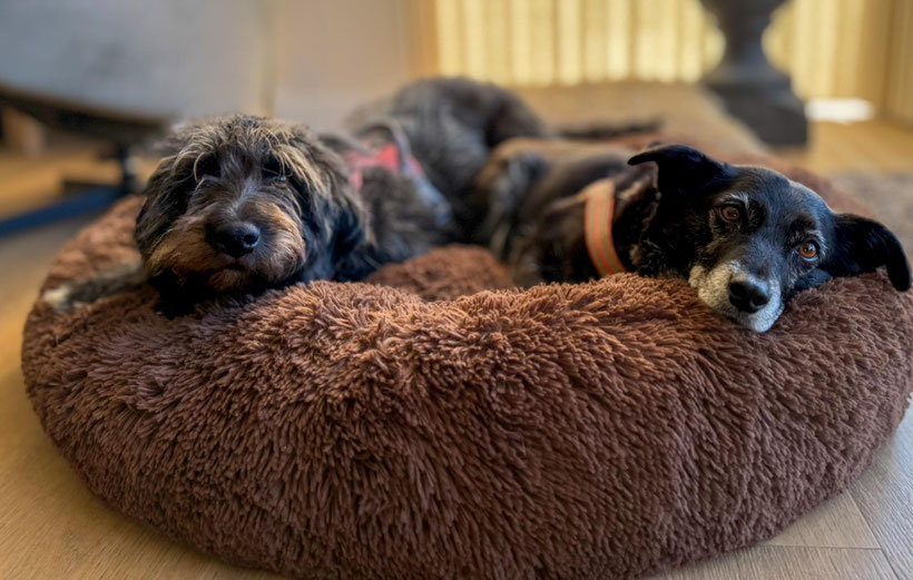 Geadopteerde honden, gelukkig in hun mandje