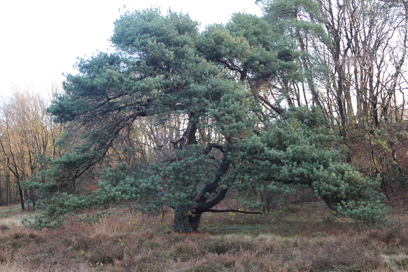 Grove den langs het Slingerpad