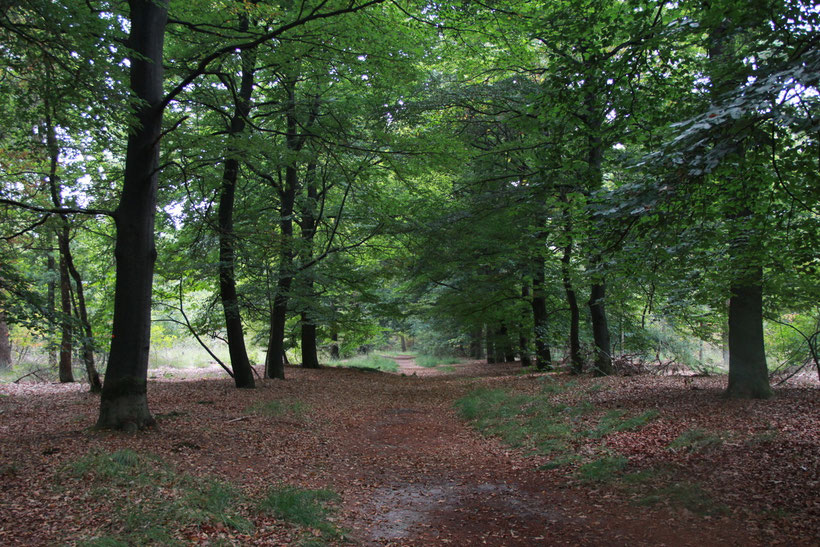 Weg tussen de Grensweg en de Kerstsparlaan, toen het nog niet was gekapt 2012. In het najaar van 2013 vrijwel volledig gekapt