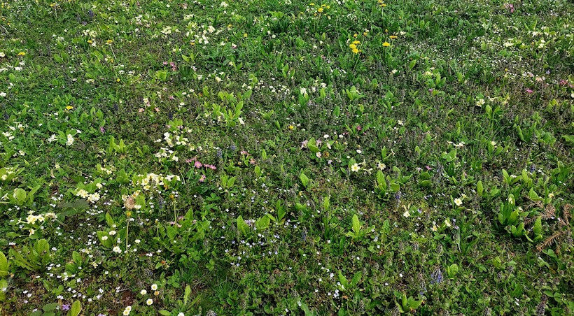 Kräuterwiese, Kräuterrasen