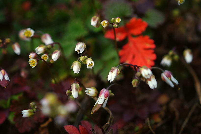 Frühling...