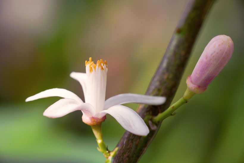 Citrusblüte