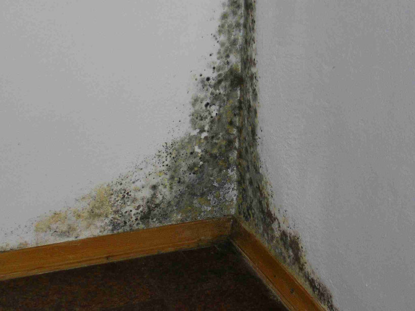 Schimmelgutachten Butzbach