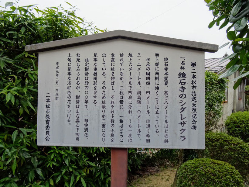 二本松市 鏡石寺のしだれ桜