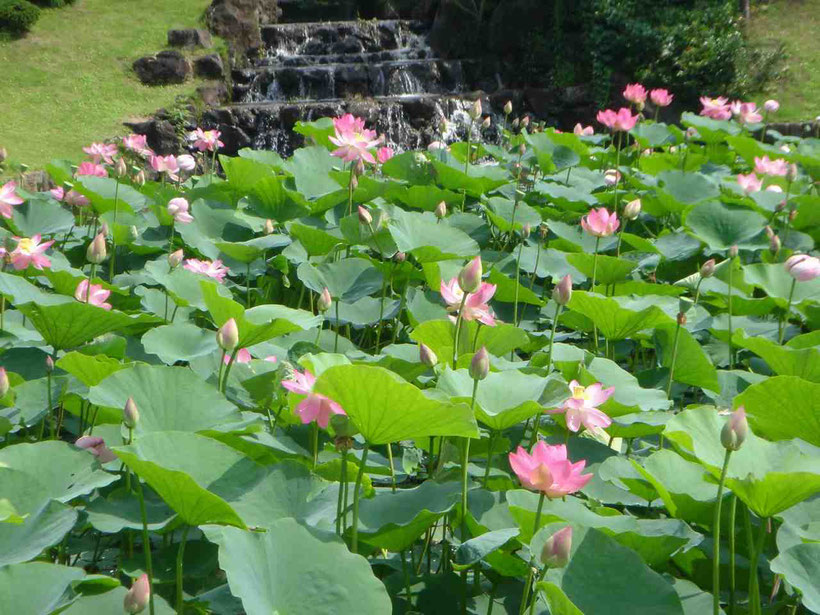 矢吹町 大池公園（あゆり沼）