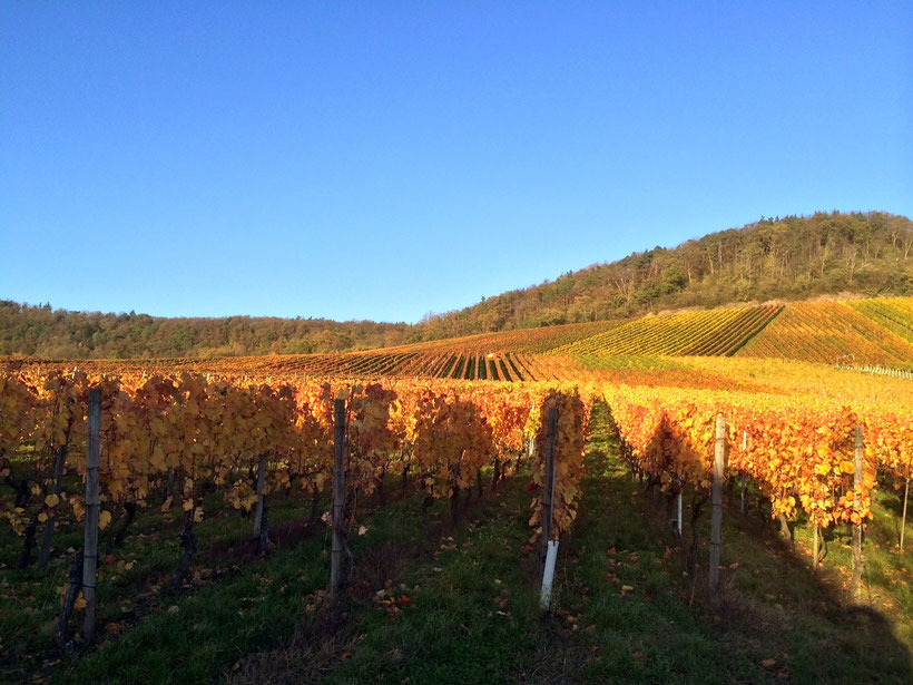 Blick vom Stellplatz. Weingut Baumgärtner, Hohenhaslach