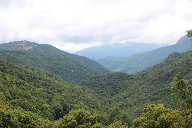 Supramonte, Foresta di Montes