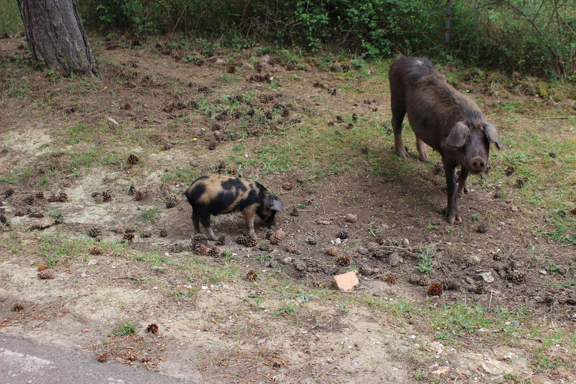 Kein Zaun, kein Gehege. Schwein gehabt! Die zwei kriegen auch 23 ü´s von uns. Süüß!