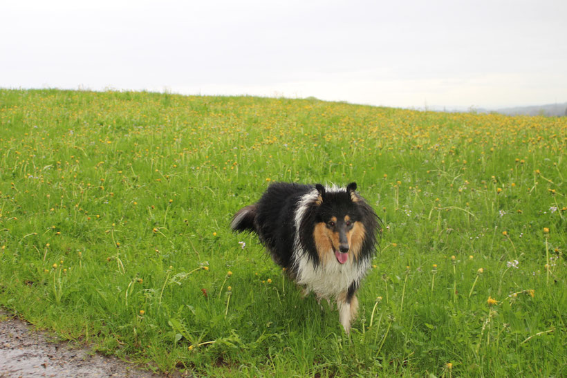 Regen. Regen. Regen. Stella Sternchen stört es nicht die Bohne