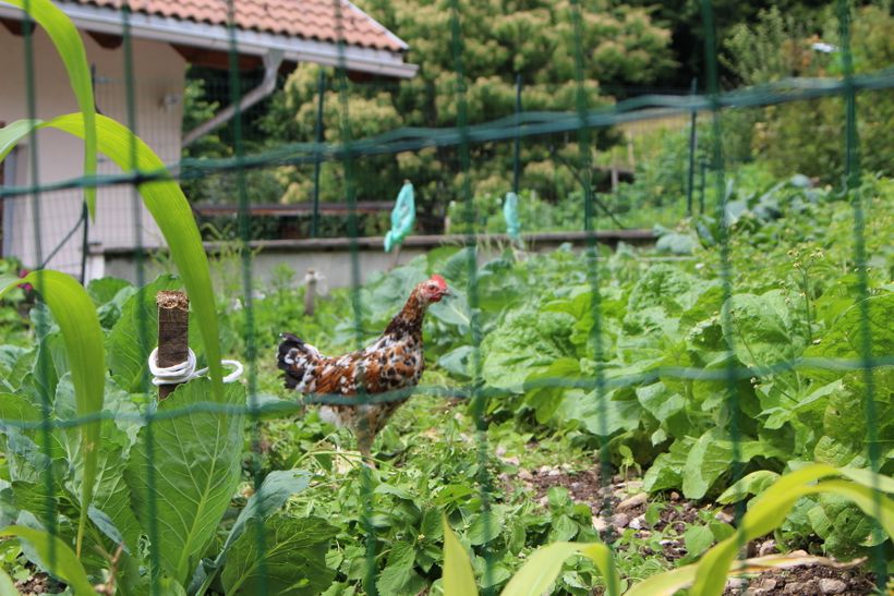 Bauerngarten in Graun