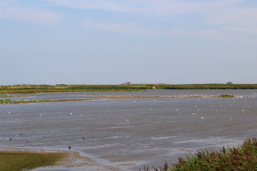 Naturreservat nicht nur für Vogelliebhaber: The Wash