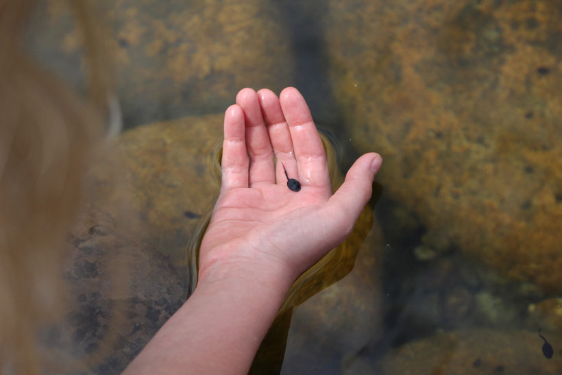 Spannende Unterwasserwelt: Kaulquappen