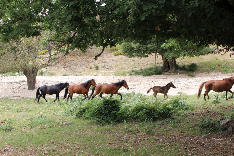 Wildpferde und Fohlen auf dem Weg zum Forstamt