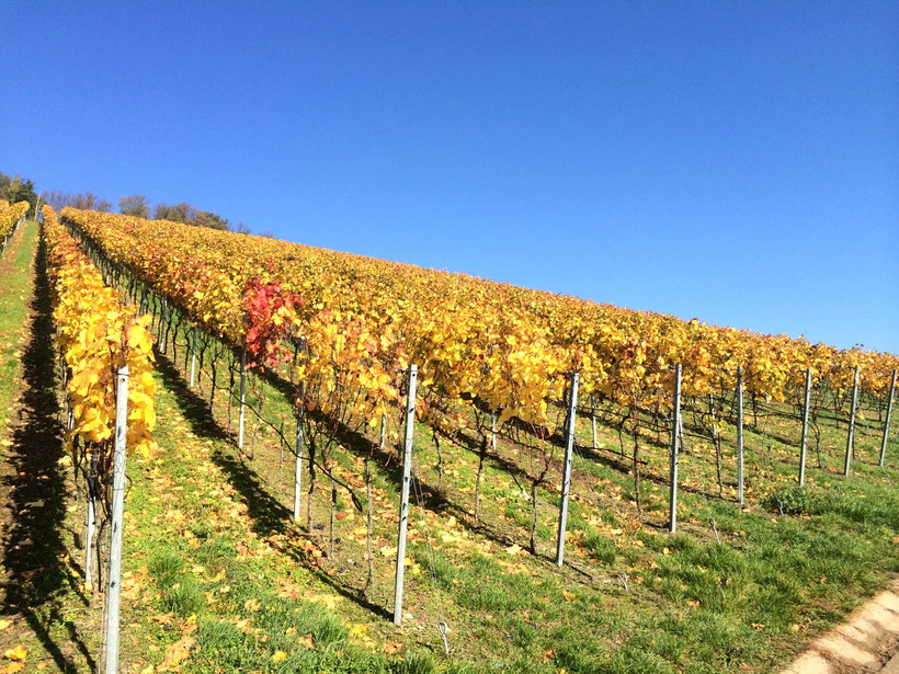 Spaziergang durch die Weinberge