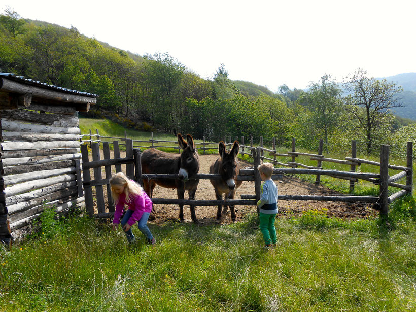 Am Geburtstag macht Esel füttern doppelt Spaß. Auf dem Agrturismo Bertin, Campo Ligure