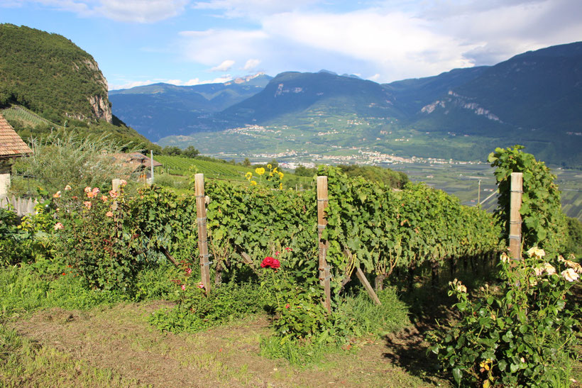 Blick vom Santlhof in Hofstatt über Kurtatsch