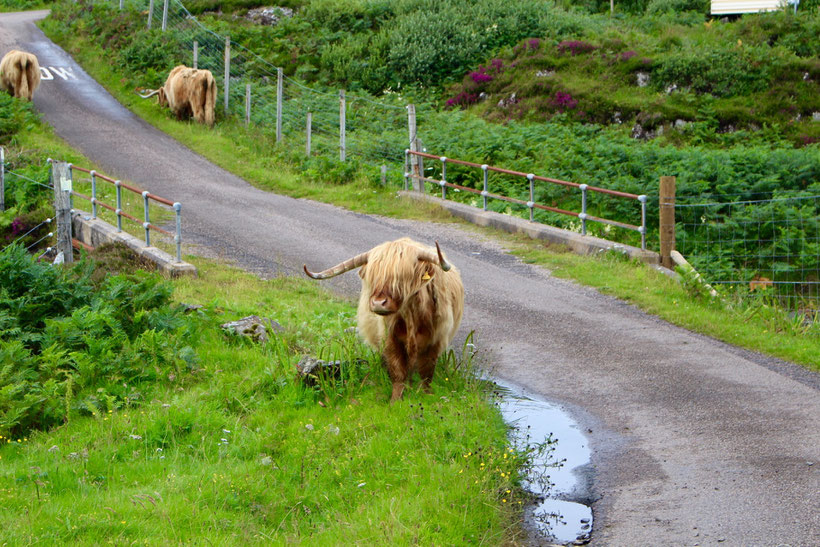 Highland-Rinder auf der Straße 