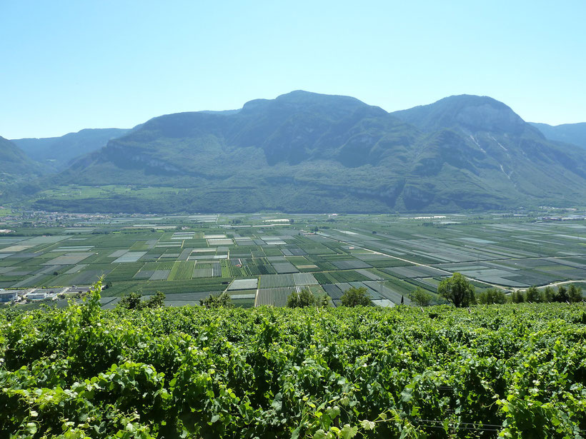 Zwischen Kurtatsch und Tramin