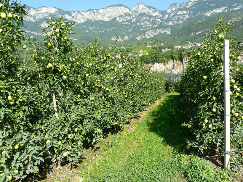 Durch die Obstgärten in den Ort Kurtatsch