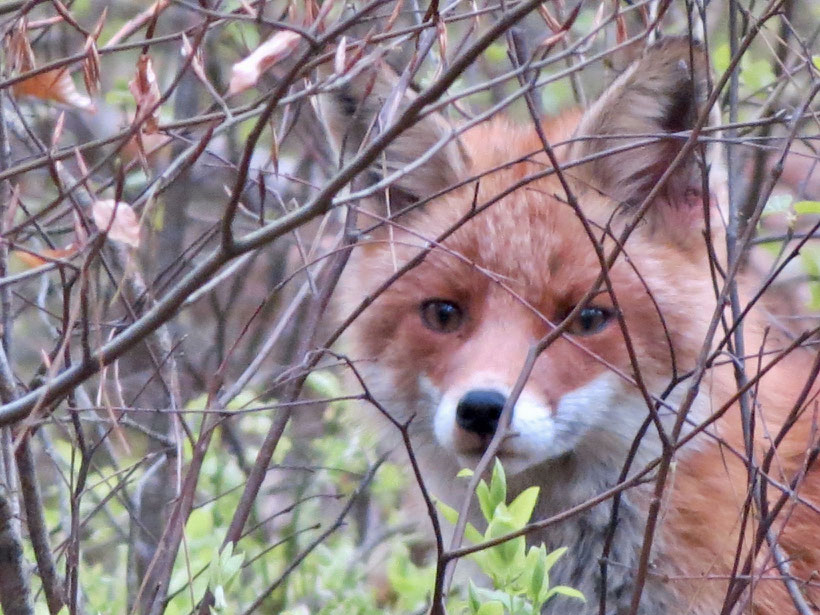 Rotfuchs, Fuchs, Fuchsgesicht, Müritz-Nationalpark